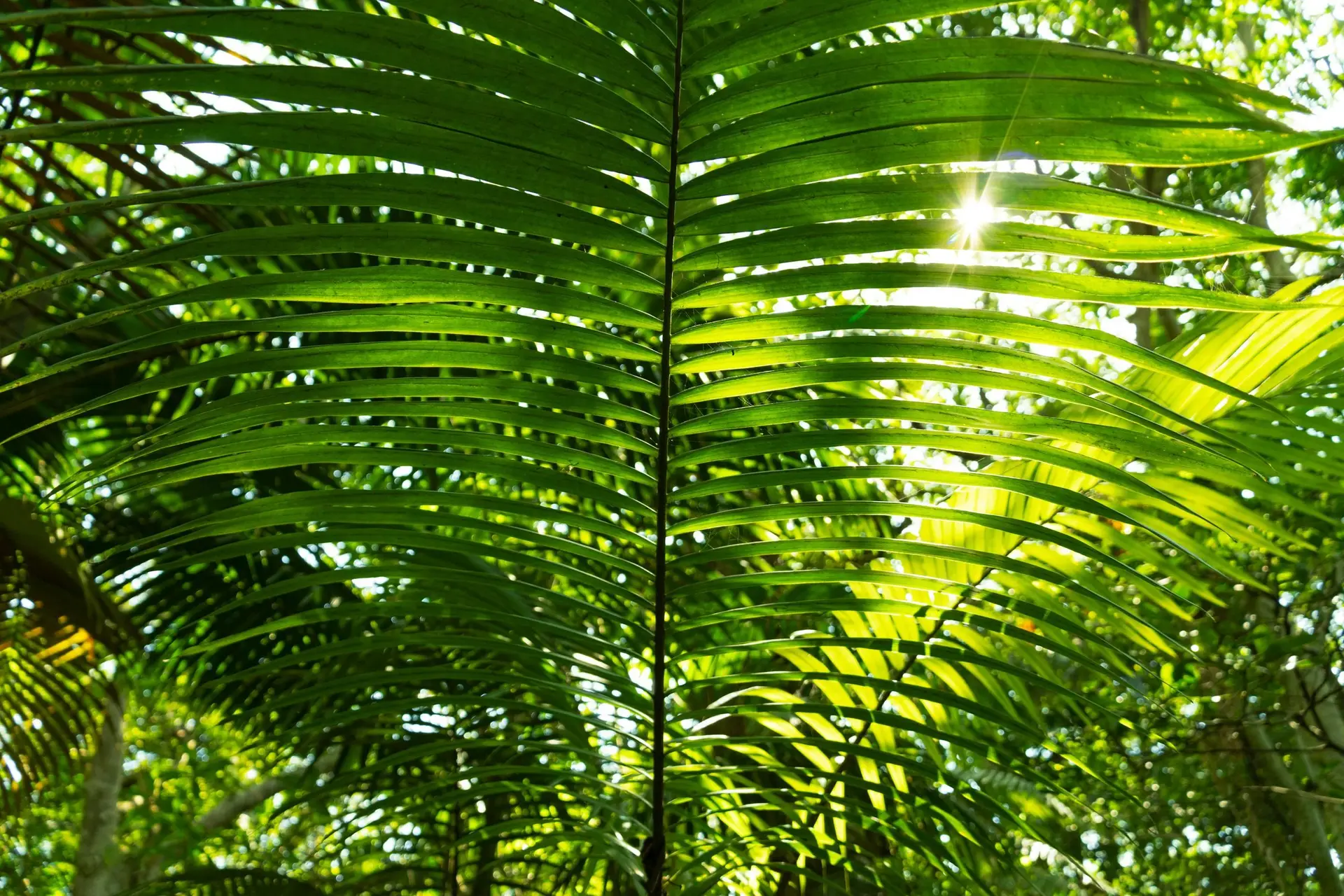 Sonnenlicht scheint durch grüne Palmblätter