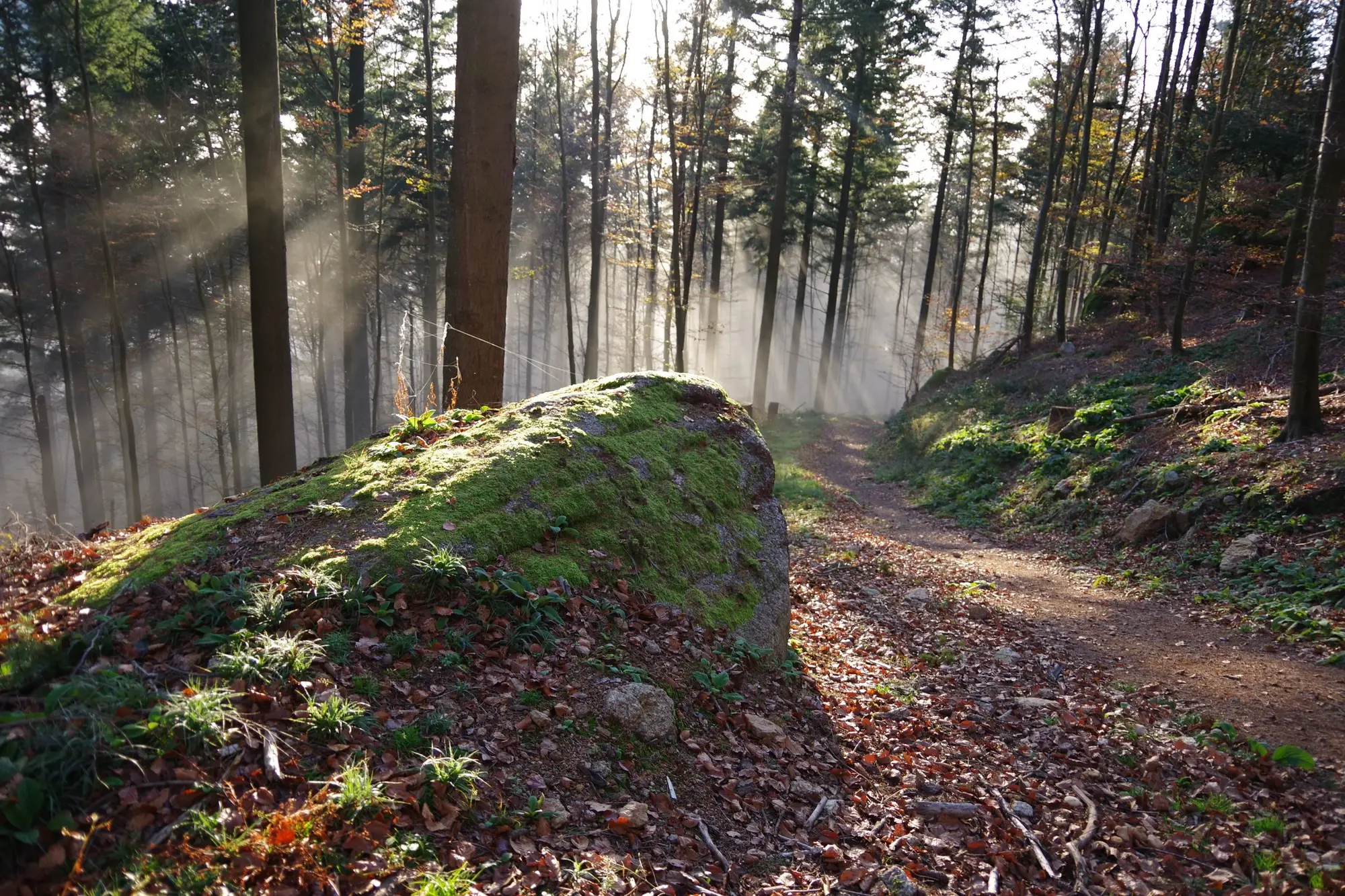 Waldweg im Sonnenlicht