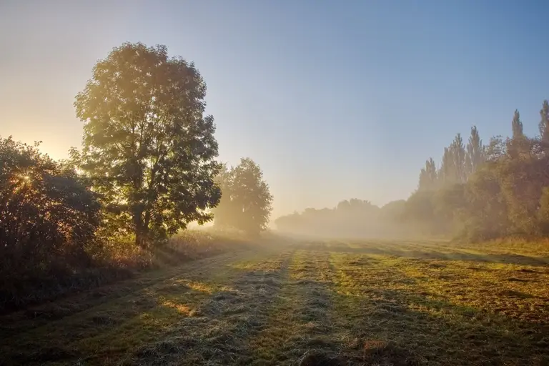 Nebelmorgen auf einer Wiese mit Bäumen